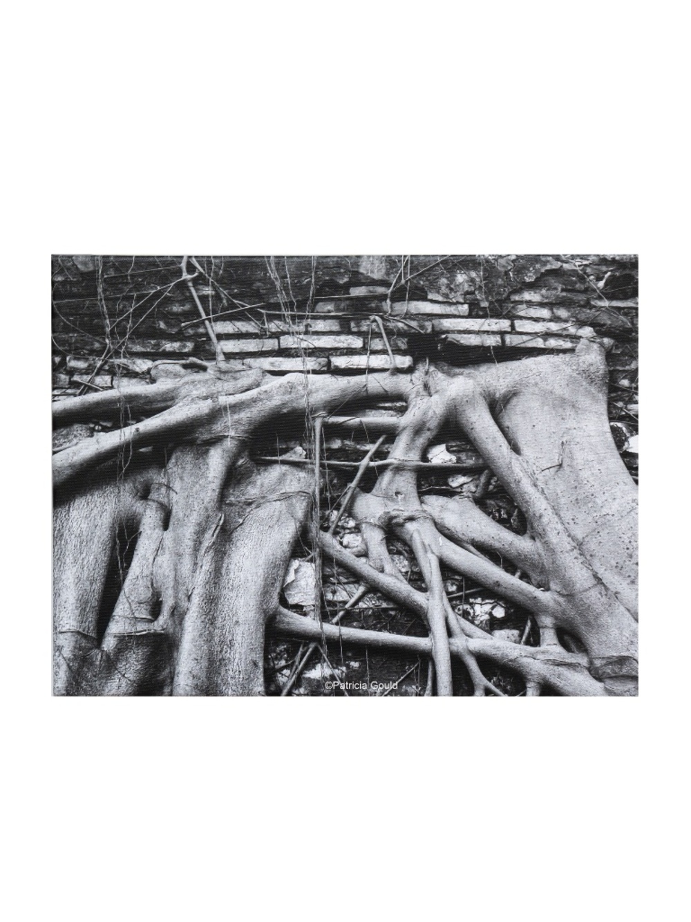 Anping Tree House - 12 x 16 photograph printed on canvas ready to hang